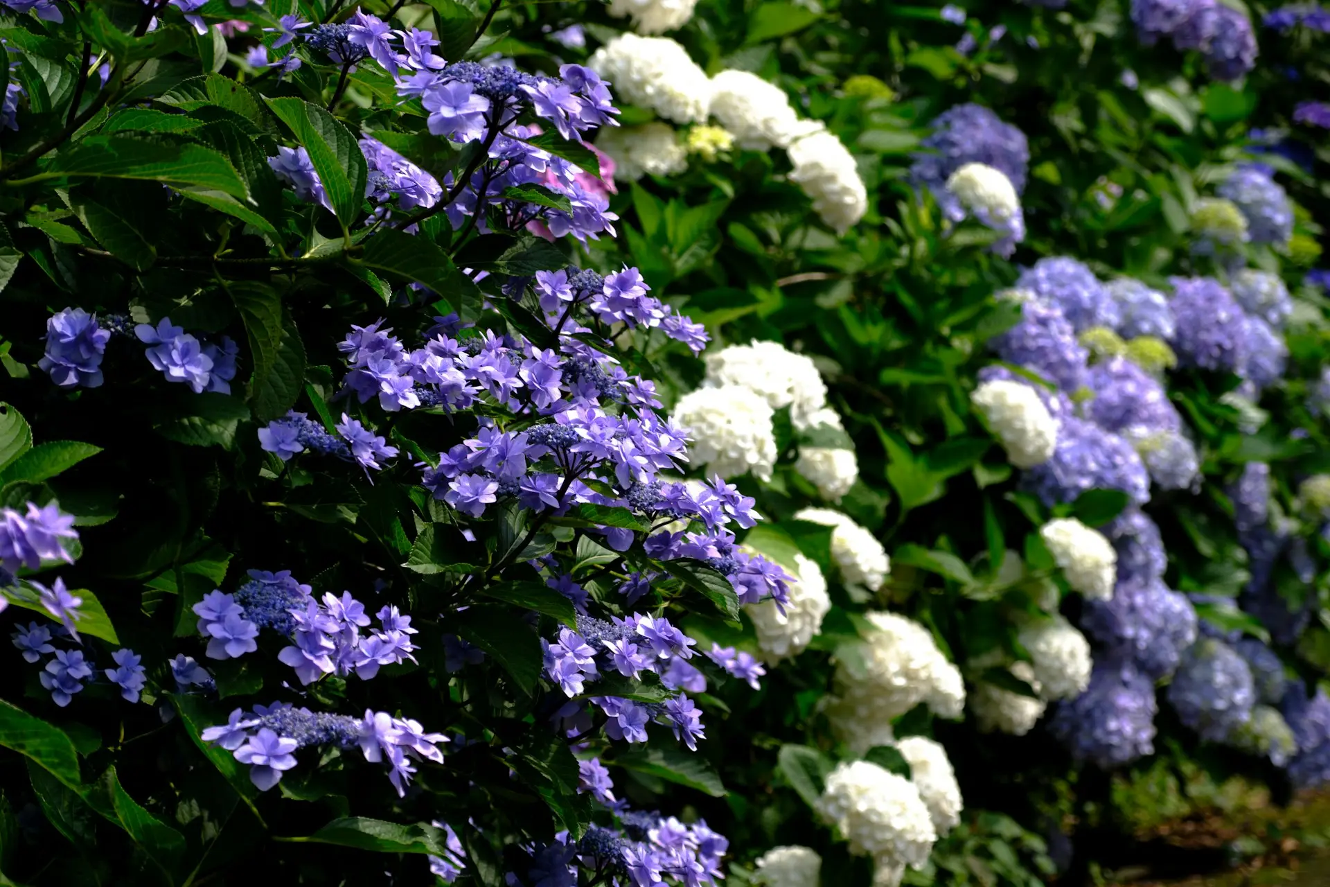 a row of blue and white flowers next to each other