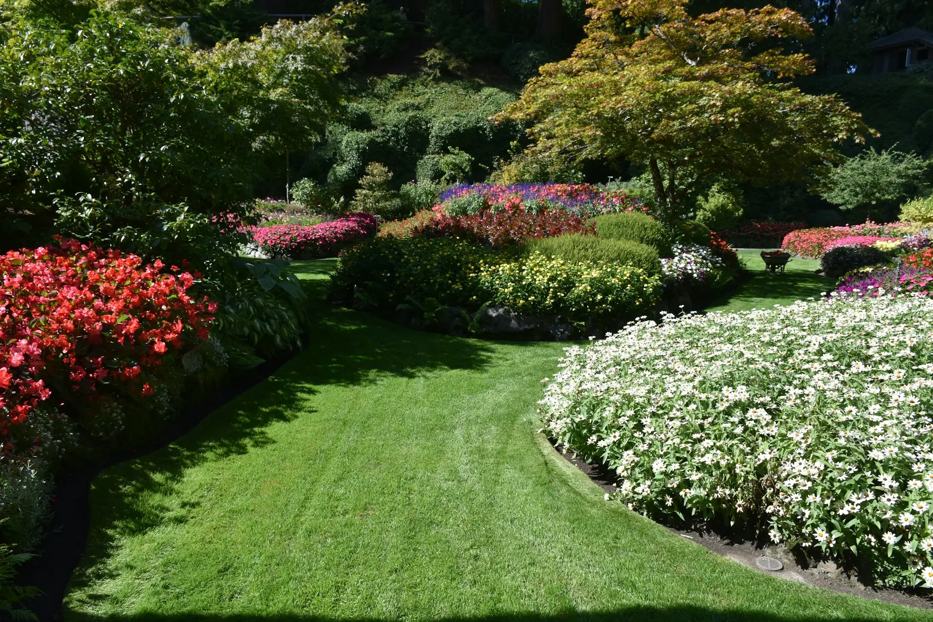 a lush green lawn with white and red flowers